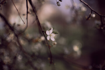 Blooming plum tree branches. Orchard. Spring landscapes. Nice smell.