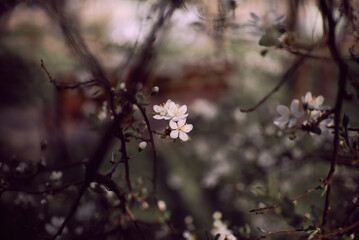 Blooming plum tree branches. Orchard. Spring landscapes. Nice smell.