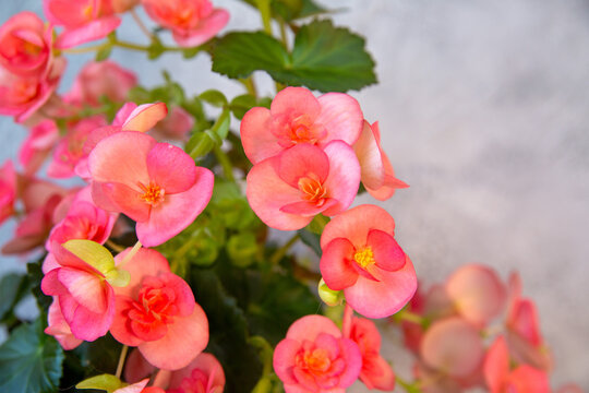 Beautiful blooming pink begonia. Home plants, hobby, floriculture.