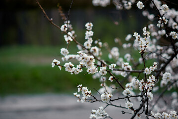 Blossoming apricot tree branches. Orchard. Spring landscapes. Nice smell.