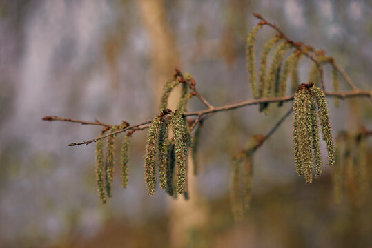Close-up photo of a blooming willow in early spring.