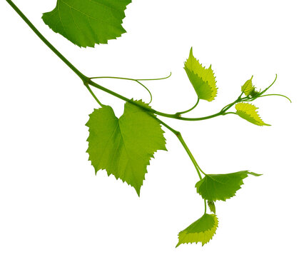 Fresh grapevine with leaves isolated on white. Twig of a grapevine . Green spring vine leaves.