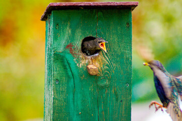 the starling feeds its child
