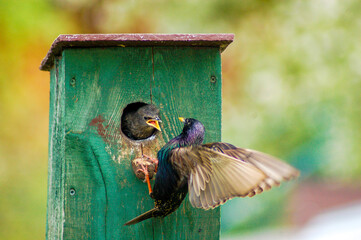 the starling feeds its child