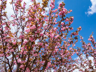 Beautiful, pink cherry blossoms of the Japan pink sakura flowers flowering on the branches and stems of a cherry tree under a blue sky. Delicate spring floral background
