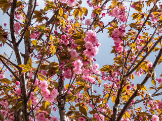 Beautiful, pink cherry blossoms of the Japan pink sakura flowers flowering on the branches and stems of a cherry tree under a blue sky. Delicate spring floral background