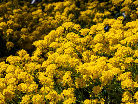 Close-up shot of the basket of gold, goldentuft alyssum or gold-dust (Aurinia saxatilis or Alyssum saxatile, Alyssum saxatile var. compactum) flowering with small yellow flowers in garden
