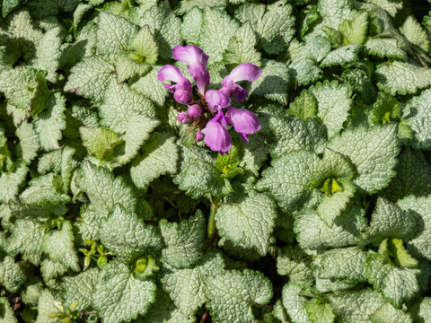 Spotted dead-nettle (Lamium maculatum) 'Red nancy'. Low-growing, carpet of heart-shaped, silvery green leaves adorned with thin green margins, complemented by rich purple-pink flowers