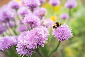Bumblebee on pretty purple wild chive flowers