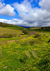 Meadows in springtime