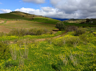 Fototapeta premium Meadows in springtime