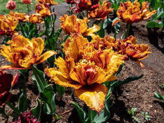 Close-up shot of the Tulip Bastia that bears fully double, cup-shaped golden yellow flowers flushed with mahogany red and adorned with a delicate, crystal-like fringe