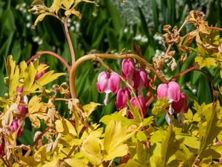 Obraz na płótnie Canvas Blooms of the bleeding heart plant cultivar (Dicentra spectabilis) 'Gold Hearts'. Brilliant gold leaves and peach-colored stems, heart-shaped rose-pink flowers with white petals