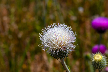 Thistle, Albino. Carduus nutans L. Rare color of thistle flower petals are milky white. Several petals with pink pigment