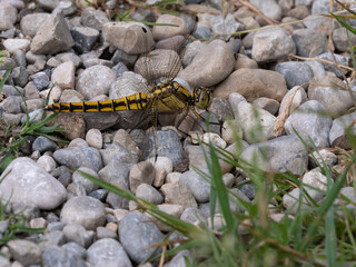 Westliche Keiljungfer (Gomphus pulchellus)