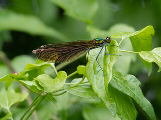 Blaufluegel Prachtlibelle weiblich (Calopteryx virgo)