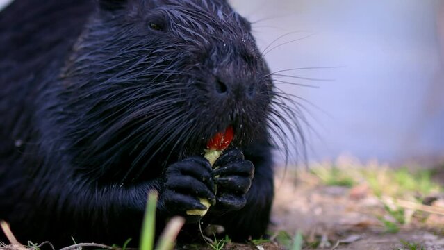 cute muzzle with orange teeth of a black coypu, that crunches the yummy treats by the lake