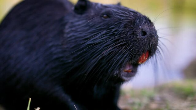 cute muzzle with orange teeth of a black coypu, that crunches the yummy treats by the lake