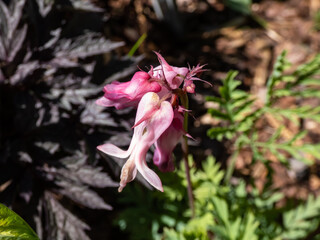 Macro of opened and long shaped cluster of pink flowers of flowering plant wild or fringed bleeding-heart, turkey-corn (Dicentra eximia) with oddly shaped flowers in the garden