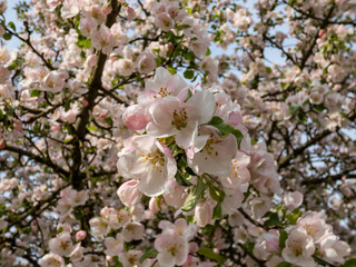 Fototapeta premium White and pink buds and blossoms of apple tree flowering in an orchard in spring. Branches full with flowers with open and closed petals. Floral scenery