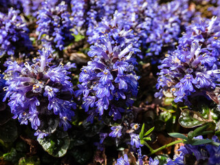 Beautiful purple floral background. Macro shot of ground cover pyramidal bugle (Ajuga pyramidalis)...