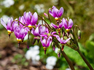 Fototapeta premium Pink-flowered flowers of Primula meadia, the shooting star or eastern shooting star (Dodecatheon meadia) flowering in garden with green background