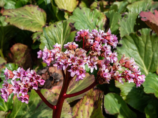 Close-up of the pink to purplish-red flower of the purple bergenia (Bergenia purpurascens) blooming in spring in bright sunlight