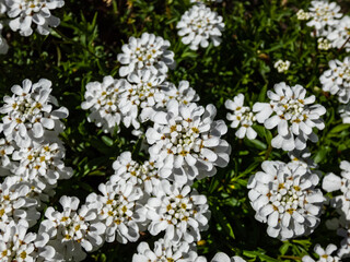 Macro of the low-growing, spreading sub-shrub candytuft Iberis sempervirens 'SnowFlake' flowering with small, pure white flowers in dense, flattened clusters in spring