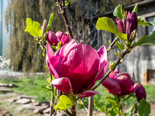 Magnolia 'Genie' with deep red, almost black bud that open into medium-sized, cup shaped, lotus-like burgundy red flowers flowering in spring © KristineRada