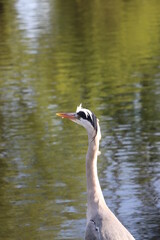 great crested heron