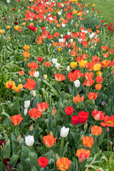Garden tulips (tulipa gesneriana) in bloom
