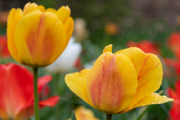 Fototapeta premium Yellow garden tulips (tulipa gesneriana) in bloom