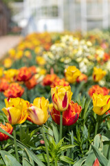 A flowerbed of garden tulips (tulipa gesneriana) in bloom