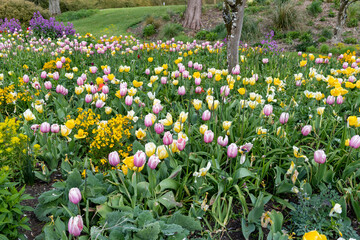 A flower bed of garden tulips (tulipa gesneriana) in bloom