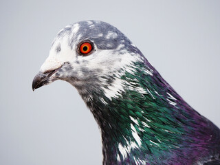 Rock Pigeon with white feathers