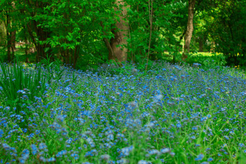 Naklejka na ściany i meble Blue flowers in the field, landscape.