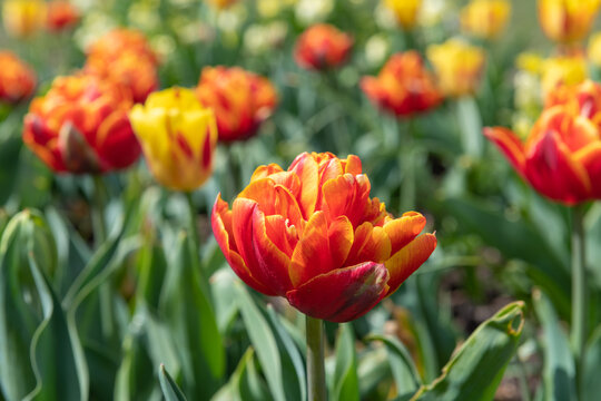 A flowerbed of garden tulips (tulipa gesneriana) in bloom