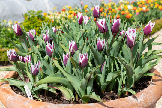 Purple and white garden tulips (tulipa gesneriana) in bloom