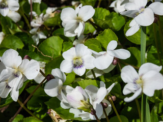 Macro shot of white form of flower of common blue violet or common meadow violet (viola sororia) among green leaves in sunlight in spring