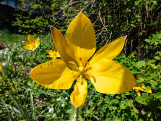 Close-up shot of scented, wild tulip or woodland tulip (Tulipa sylvestris) with bright, buttercup yellow flowers with a green rib running outside and pointed petals flowering