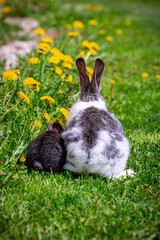 A white rabbit with gray ears and a small black rabbit are sitting on the grass in yellow dandelions on a sunny summer day. Rear view.
