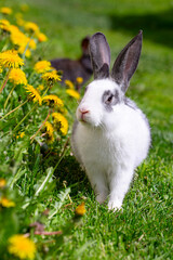 A white rabbit with gray ears on the grass in yellow dandelions on a sunny summer day