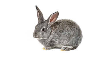 Small gray rabbit close-up, isolated on a white background