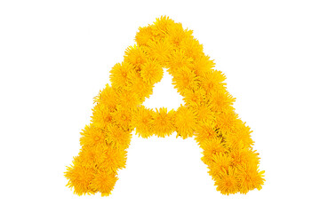 The English alphabet of dandelion flowers is isolated on a white background. Letter A