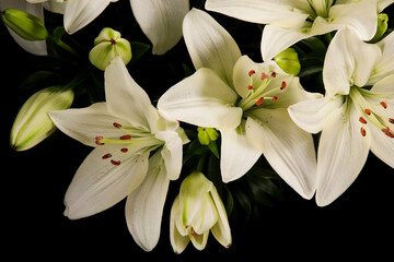 Fototapeta na wymiar Beautiful White Flowering Lily Blossom, Close-up
