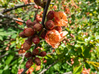 Close-up shot of Orange quince (cydonia) flowers and buds on branches of bush surrounded with green leaves in sunlight in spring