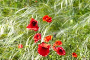 Poppies in steppe in spring. Papaver rhoeas - L. Poppies in wind. Topic - awakening of plants and flowers in spring, beauty in nature,bright paints of steppe in spring, green lush foliage
