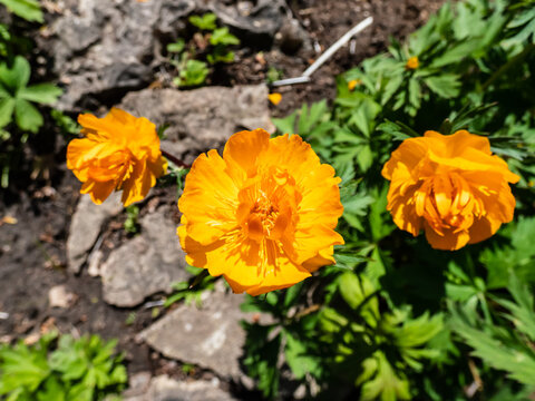 Close-up shot of the large, cup-shaped orange flower blossoms of the Siberian Globe Flower (Trollius altaicus) flowering in the garden