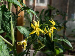 Yellow flowers in full bloom of tomato plant growing on tomato plant before beginning to bear fruit in greenhouse. Vegetable seedlings, germinating seedlings