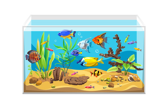 Vector aquarium. Exotic fish with water, seaweeds, shell and corals. Colorful cartoon pets for your design. Illustration of underwater life.